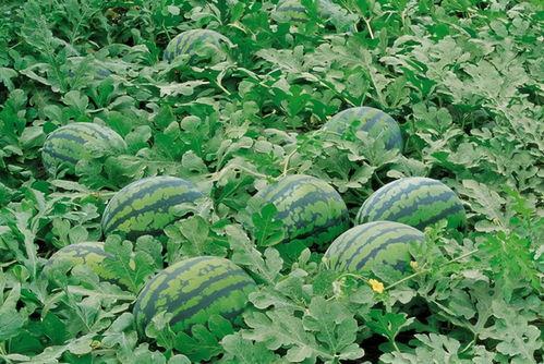 临沧网红吃瓜群微信,揭秘网络社交圈的趣味与争议